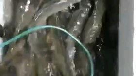 歪嘴龙王 吃瓜,揭秘宫廷八卦背后的真相