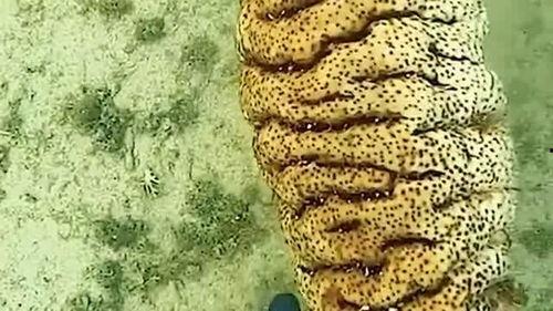 海里动物吃瓜,揭秘海里动物对瓜果的偏爱