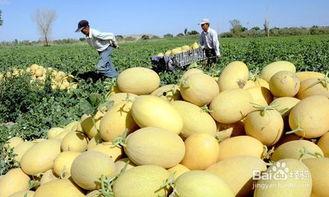 豆子吃哈密瓜好吗怎么吃,美味新吃法探索