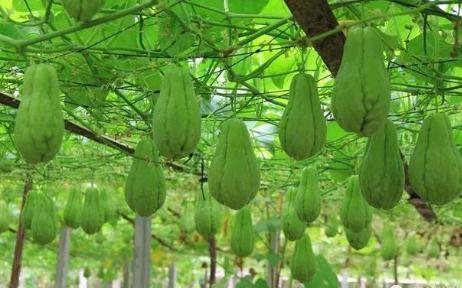 佛手凉瓜怎么吃,清凉一夏的养生佳肴