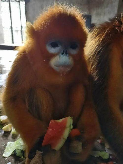 猿吃瓜视频,揭秘网络红人背后的故事与争议