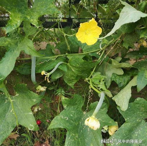 瓜叶吃哪里,揭秘瓜叶的食用部位与营养价值