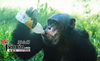 猩猩吃小瓜,揭秘它们对小瓜的喜爱之谜