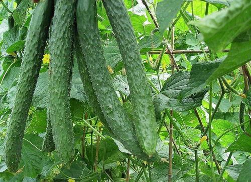 天天吃瓜的好处,天天吃瓜的五大益处揭秘