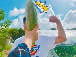 吃瓜很容易饱,快速饱腹,轻松享受夏日美食时光