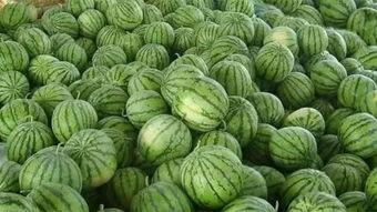 离枯吃瓜,揭秘网络热词背后的文化现象