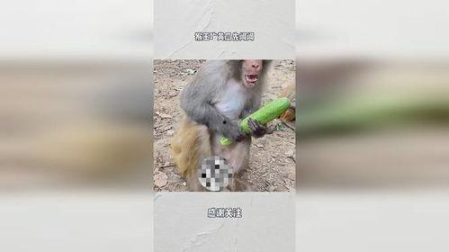 朗诵材料猴王吃瓜,一场瓜果盛宴的奇幻之旅