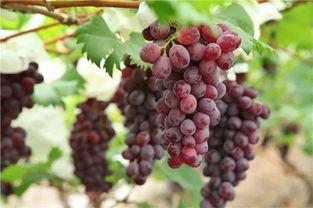 正在吃瓜的葡萄,品味葡萄的甘甜时光