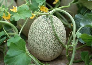 宁夏吃哈密瓜,尽享瓜果飘香之旅