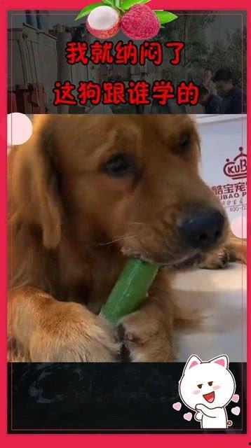 狗吃瓜吐了,吐出瓜皮瓜肉,宠物健康引关注