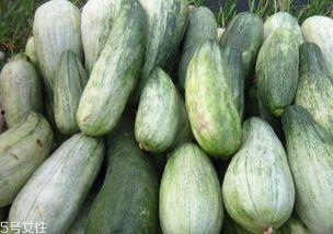 每天只吃北京酥瓜,北京酥瓜,夏日消暑佳品