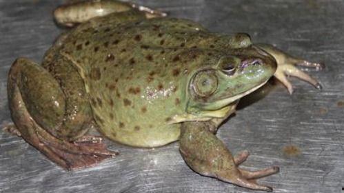 瓜哥吃牛蛙,一场味蕾与自然的邂逅