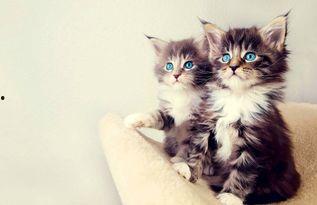 小猫吃瓜团宠,萌宠美食日记