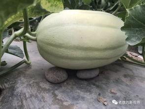 魏水县吃瓜,瓜香四溢,品味民俗风情