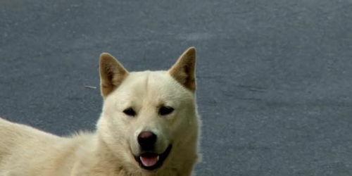 吃瓜的大白,揭秘娱乐圈幕后故事